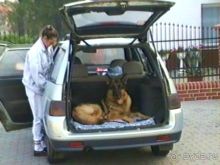 Поездка в Германию на автомобиле с немецкой овчаркой. Часть 10. Транзит Польши с заездом в Краков 