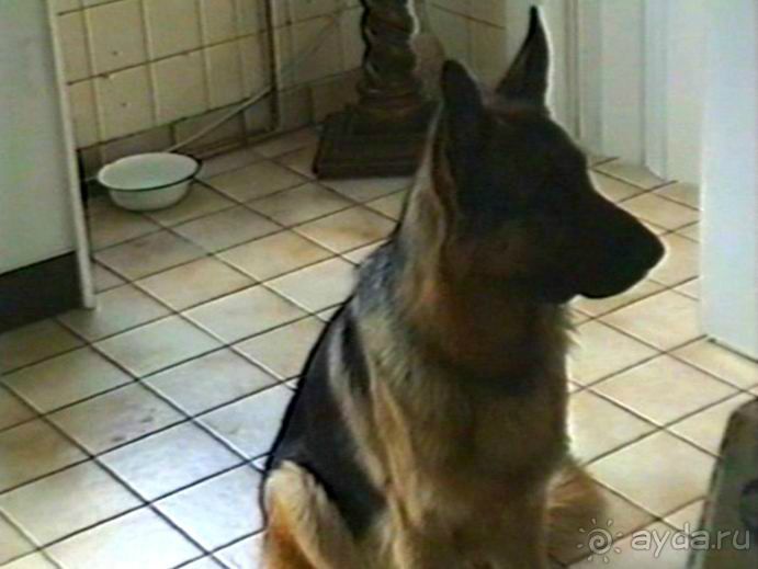 Впервые на машине в Германию с овчаркой: Поселение в Вайсенбахе недалеко от Карлсруэ