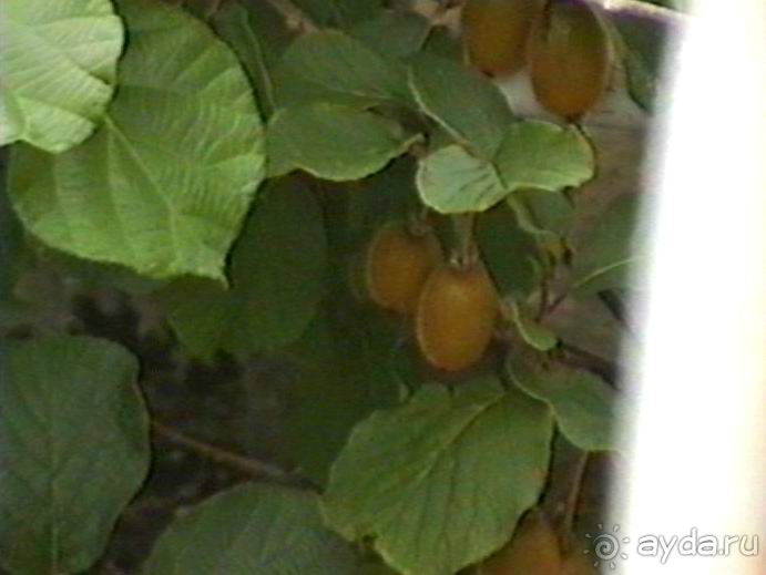 Впервые на машине в Германию с овчаркой: Поселение в Вайсенбахе недалеко от Карлсруэ