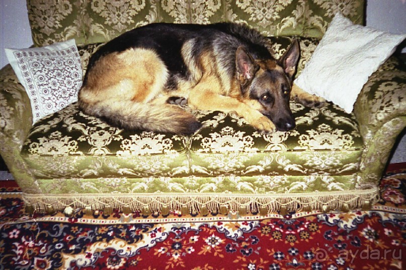 Впервые на машине в Германию с овчаркой: Поселение в Вайсенбахе недалеко от Карлсруэ Впервые на машине в Германию с овчаркой: Поселение в Вайсенбахе недалеко от Карлсруэ