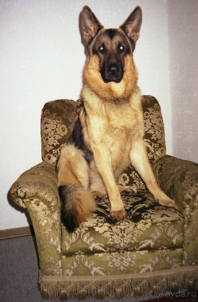 Впервые на машине в Германию с овчаркой: Поселение в Вайсенбахе недалеко от Карлсруэ