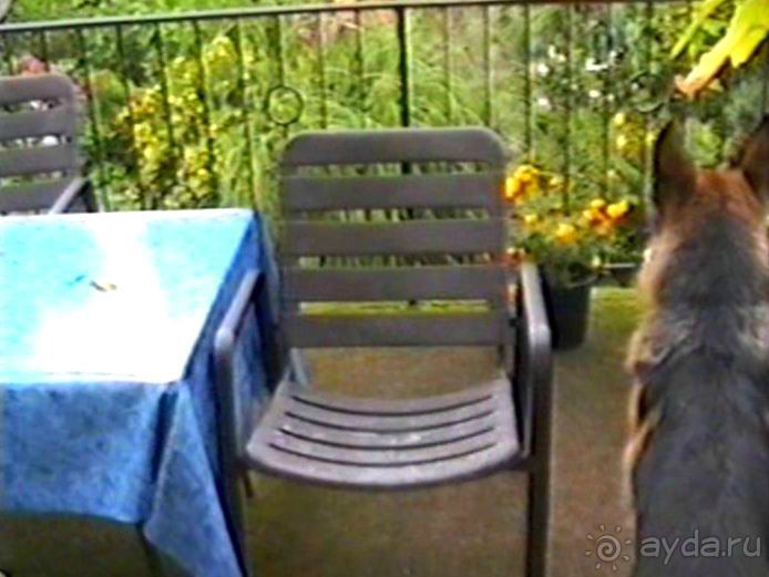 Впервые на машине в Германию с овчаркой: Поселение в Вайсенбахе недалеко от Карлсруэ