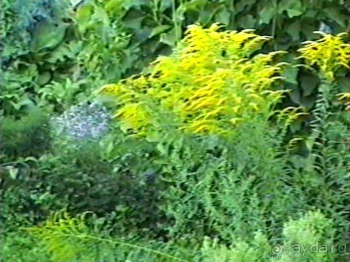 Впервые на машине в Германию с овчаркой: Поселение в Вайсенбахе недалеко от Карлсруэ