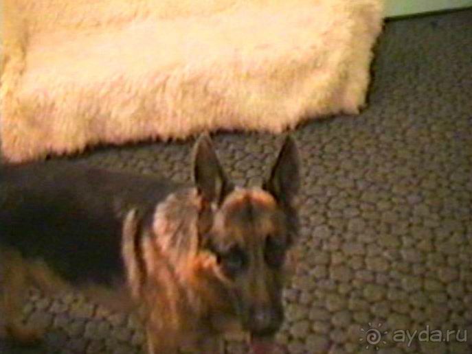 Вторая поездка в Европу на автомобиле: Брюссель и возвращение обратно без стартера