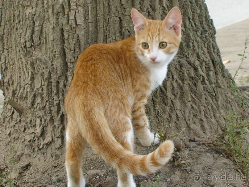 Калужская область: Боровск