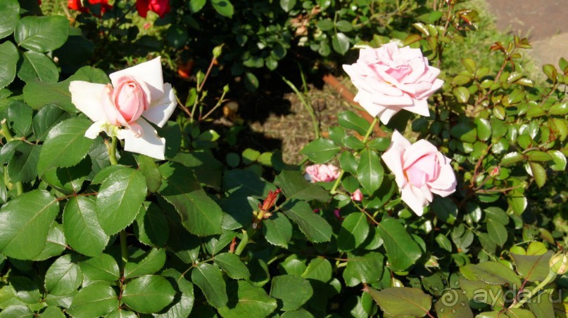 Все в Кремль!