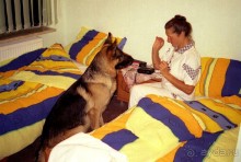 Четвертая поездка в Германию на автомобиле с немецкой овчаркой. Часть 1. Белоруссия и Польша