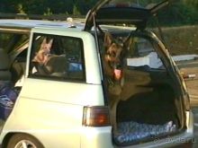 Четвертая поездка в Германию на автомобиле с немецкой овчаркой. Часть 1. Белоруссия и Польша