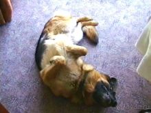 Четвертая поездка в Германию на автомобиле с немецкой овчаркой. Часть 1. Белоруссия и Польша