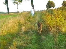 Четвертая поездка в Германию на автомобиле с немецкой овчаркой. Часть 1. Белоруссия и Польша