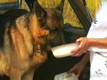 Четвертая поездка в Германию на автомобиле с немецкой овчаркой. Часть 1. Белоруссия и Польша