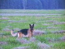 Четвертая поездка в Германию на автомобиле с немецкой овчаркой. Часть 1. Белоруссия и Польша