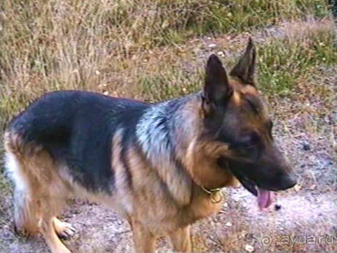 Четвертая поездка в Германию на автомобиле с немецкой овчаркой. Часть 1. Белоруссия и Польша