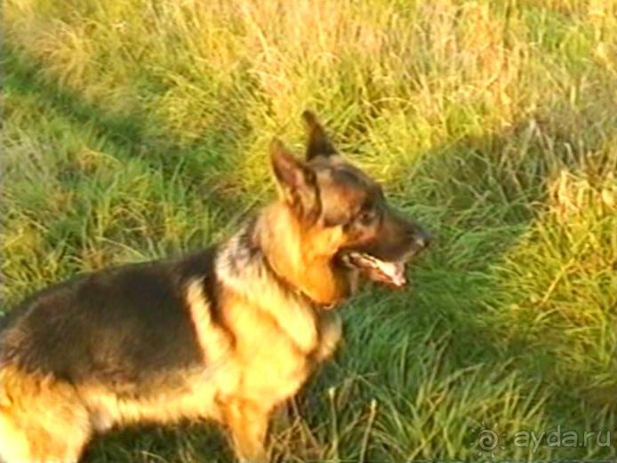 Четвертая поездка в Германию на автомобиле с немецкой овчаркой. Часть 1. Белоруссия и Польша