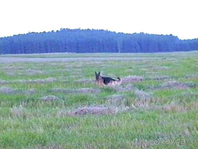 Четвертая поездка в Германию на автомобиле с немецкой овчаркой. Часть 1. Белоруссия и Польша