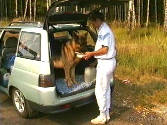 Четвертая поездка в Германию на автомобиле с немецкой овчаркой. Часть 1. Белоруссия и Польша