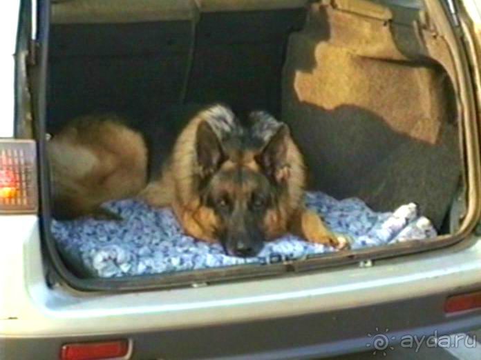 Четвертая поездка в Германию на автомобиле с немецкой овчаркой. Часть 1. Белоруссия и Польша