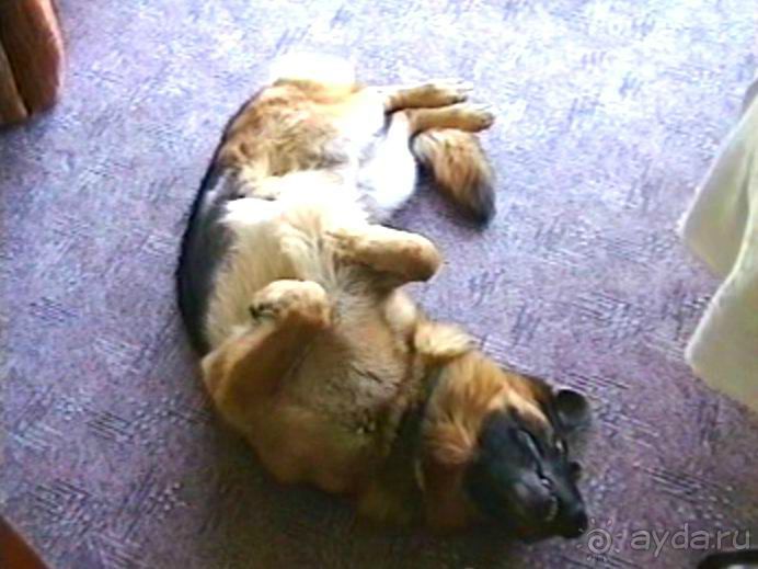 Четвертая поездка в Германию на автомобиле с немецкой овчаркой. Часть 1. Белоруссия и Польша