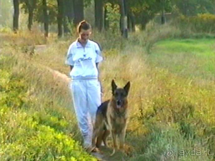 Четвертая поездка в Германию на автомобиле с немецкой овчаркой. Часть 1. Белоруссия и Польша