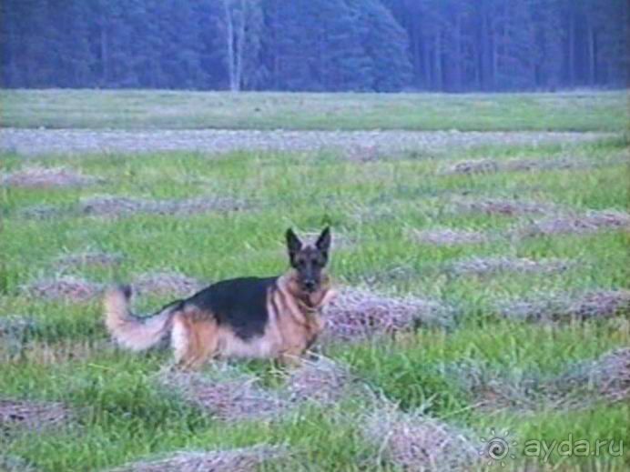 Четвертая поездка в Германию на автомобиле с немецкой овчаркой. Часть 1. Белоруссия и Польша