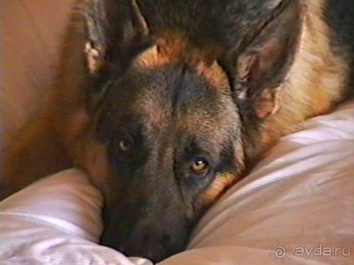 Вторая поездка в Германию на автомобиле: Зигер в Бремене