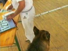 Четвертая поездка в Германию на автомобиле с немецкой овчаркой. Часть 3. Лютцен-Карлсруэ-Вайсенбах