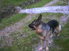 Четвертая поездка в Германию на автомобиле с немецкой овчаркой. Часть 3. Лютцен-Карлсруэ-Вайсенбах