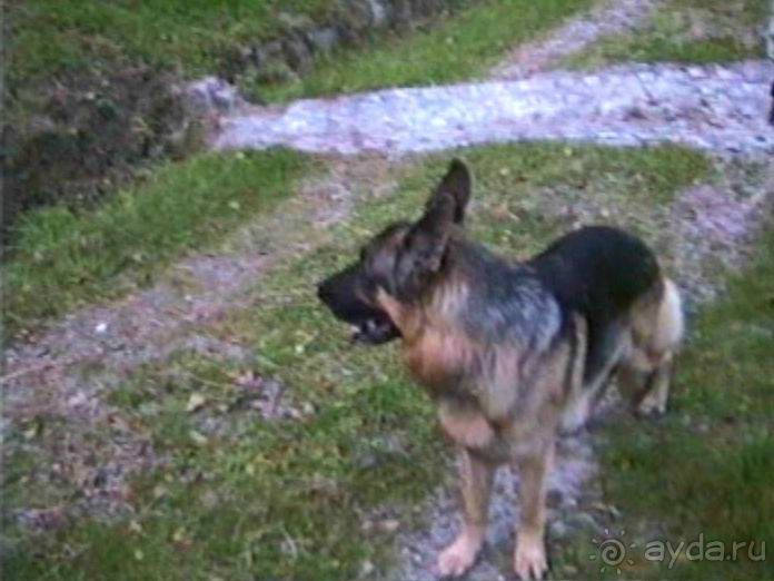 Четвертая поездка в Германию на автомобиле с немецкой овчаркой. Часть 3. Лютцен-Карлсруэ-Вайсенбах