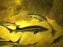 Орлеан, Тур и замки Луары