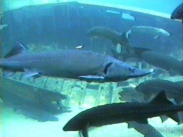 Орлеан, Тур и замки Луары