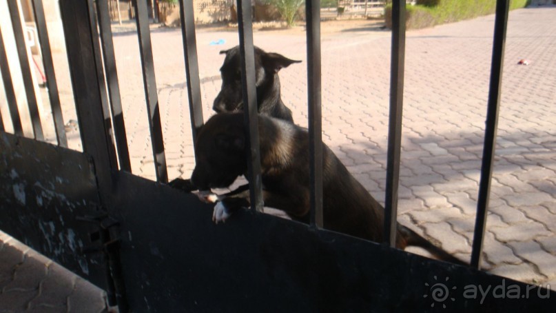 Эмираты в декабре: часть 6 - Аджман, Умм-эль-Кайвайн, Рас-эль-Хайма 