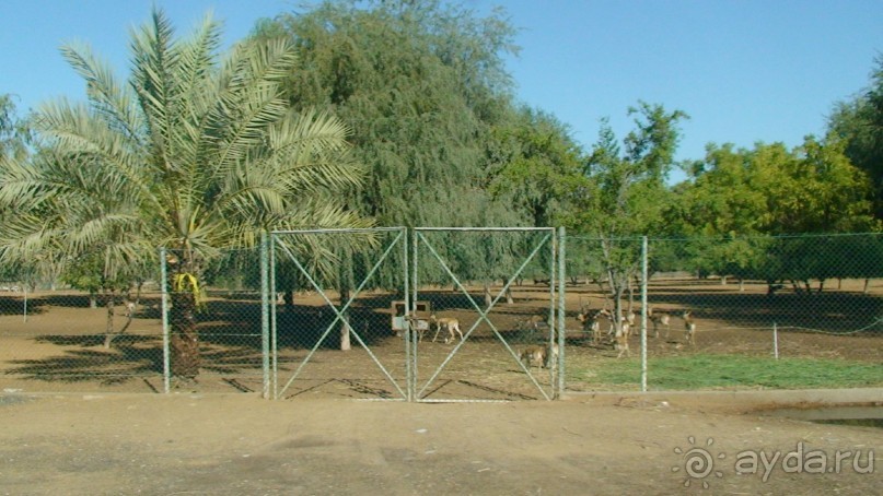 Эмираты в декабре: часть 6 - Аджман, Умм-эль-Кайвайн, Рас-эль-Хайма 