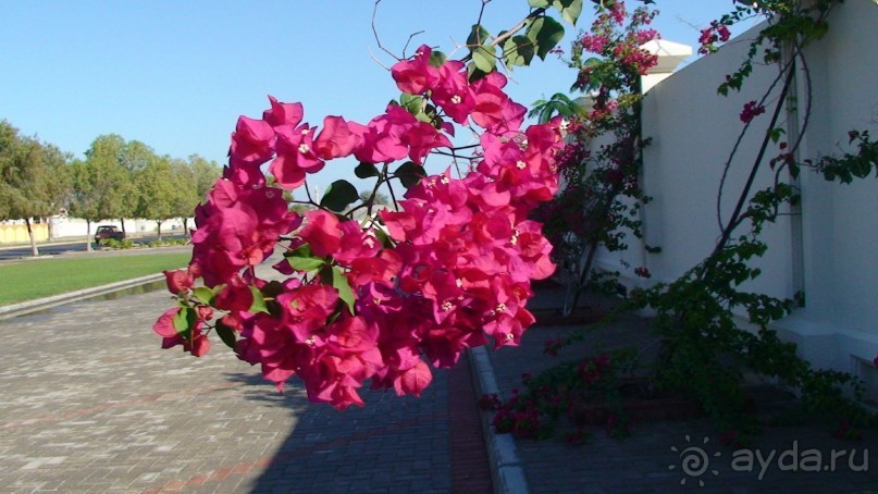 Эмираты в декабре: часть 6 - Аджман, Умм-эль-Кайвайн, Рас-эль-Хайма 