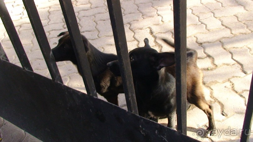 Эмираты в декабре: часть 6 - Аджман, Умм-эль-Кайвайн, Рас-эль-Хайма 