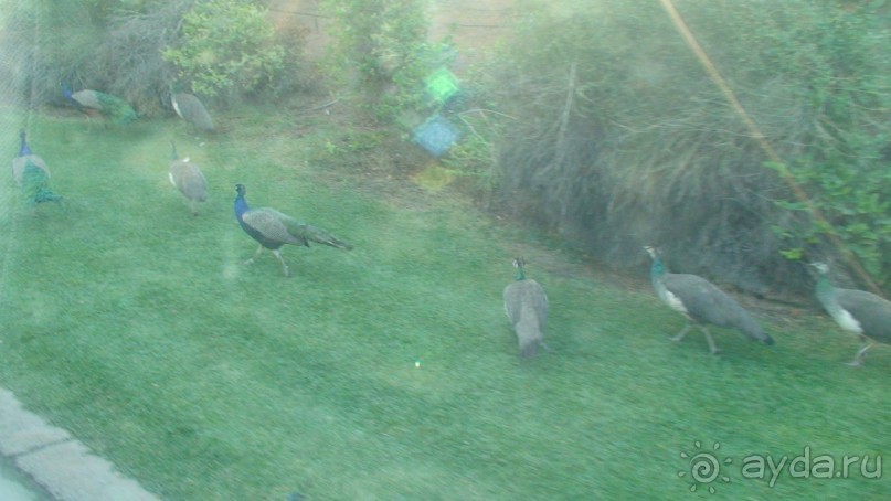 Эмираты в декабре: часть 5 - Дубай