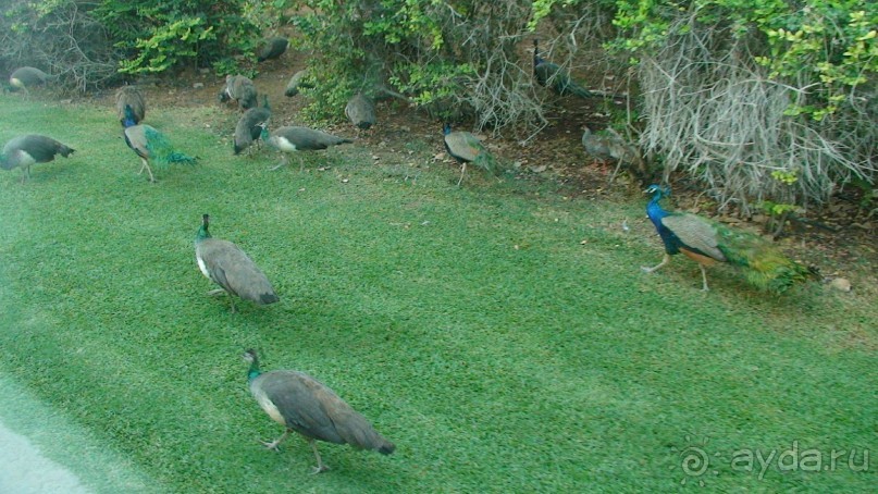 Эмираты в декабре: часть 5 - Дубай