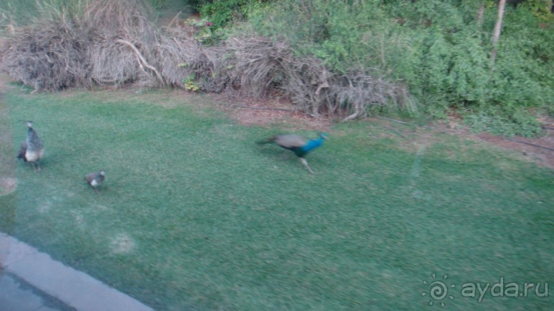 Эмираты в декабре: часть 5 - Дубай