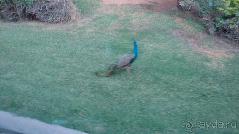 Эмираты в декабре: часть 5 - Дубай