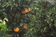 Греция часть 8: Микены — мистификация Шлимана