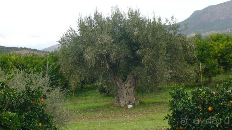 Греция часть 8: Микены — мистификация Шлимана