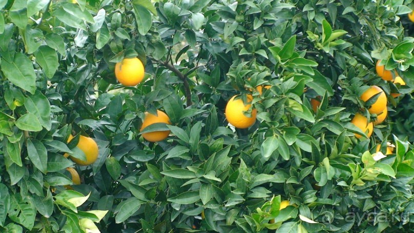 Греция часть 8: Микены — мистификация Шлимана