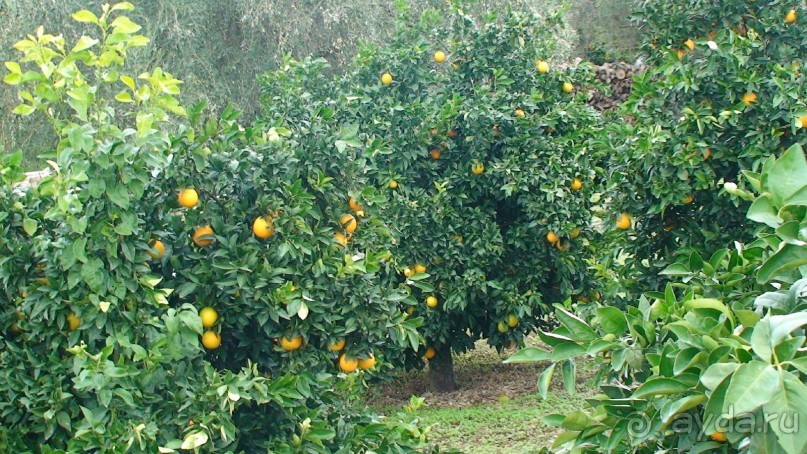 Греция часть 8: Микены — мистификация Шлимана