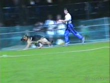 Впервые на машине в Германию с овчаркой: Наш дебют на Зигере в Карлсруэ