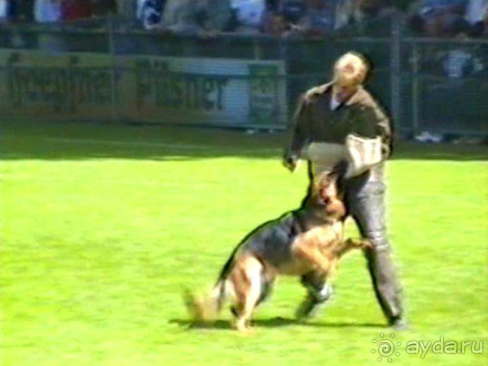 Впервые на машине в Германию с овчаркой: Наш дебют на Зигере в Карлсруэ