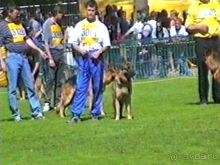 Впервые на машине в Германию с овчаркой: Наш дебют на Зигере в Карлсруэ