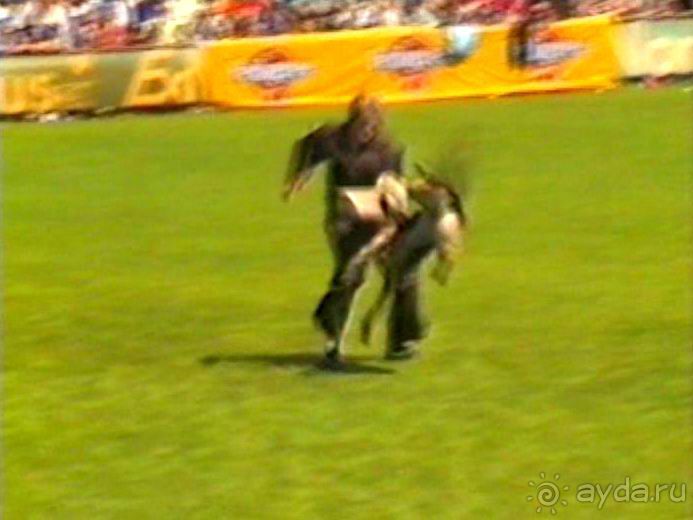 Впервые на машине в Германию с овчаркой: Наш дебют на Зигере в Карлсруэ