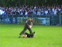 Впервые на машине в Германию с овчаркой: Наш дебют на Зигере в Карлсруэ