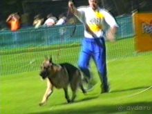 Впервые на машине в Германию с овчаркой: Наш дебют на Зигере в Карлсруэ