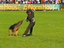 Впервые на машине в Германию с овчаркой: Наш дебют на Зигере в Карлсруэ