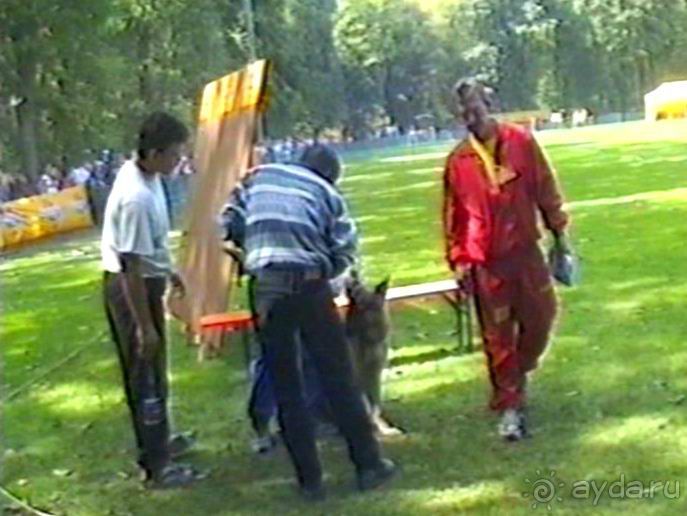 Впервые на машине в Германию с овчаркой: Наш дебют на Зигере в Карлсруэ